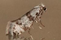 Scythropia crataegella