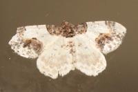 Ligdia adustata