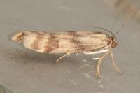 Homoeosoma sinuella