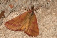 Lythria purpuraria