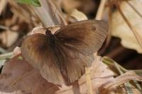 Maniola jurtina