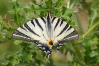 Iphiclides podalirius