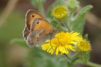 Coenonympha pamphilus