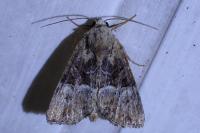 Mesoligia furuncula