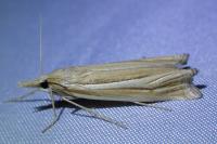 Ancylolomia tentaculella