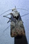 Agrotis puta