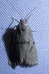 Apaidia mesogona