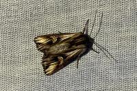 Actinotia polyodon