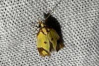 Agapeta zoegana