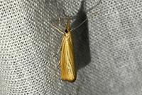 Agriphila straminella