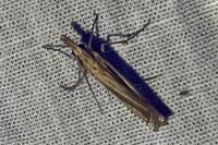 Agriphila tristella