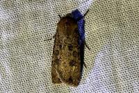 Agrotis clavis