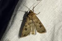 Agrotis segetum