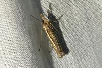 Ancylolomia tentaculella
