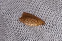 Clepsis consimilana