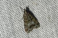 Eudonia mercurella