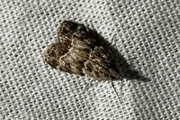 Eudonia mercurella