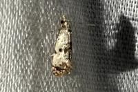 Cochylis hybridella