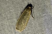 Collita griseola