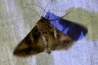 Autographa gamma