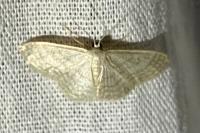 Idaea subsericeata