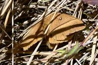 Lasiocampa quercus