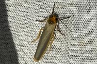 Manulea complana