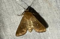 Mythimna albipuncta