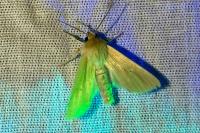 Mythimna pallens