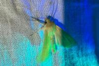 Mythimna pallens