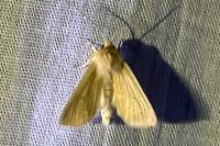 Mythimna pallens