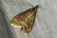 Ostrinia nubilalis