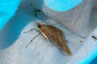 Ostrinia nubilalis