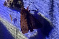 Phragmatobia fuliginosa