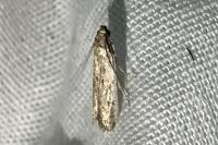 Phycitodes