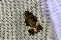 Tyta luctuosa