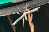 Pterophorus pentadactylus