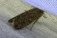 Spodoptera exigua