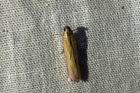 Oncocera semirubella