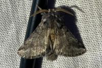Thaumetopoea processionea