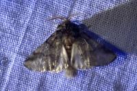 Thaumetopoea processionea