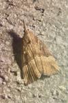 Hypena rostralis