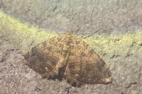 Triphosa dubitata