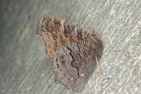 Aglais io