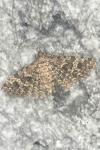 Alucita hexadactyla