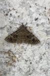 Alucita hexadactyla