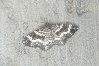 Epirrhoe alternata