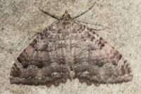 Triphosa dubitata
