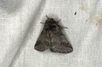 Thaumetopoea processionea