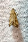 Pyrausta despicata